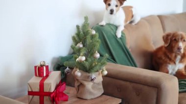 Bir Jack Russell Terrier, Noel ağacının yanındaki kanepeye tünemiş, yanında gevşemiş bir Nova Scotia Duck Tolling Retriever ile, sıcak bir tatil sahnesini anımsatıyor.