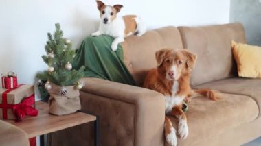 Bir Jack Russell Terrier, Noel ağacının yanındaki kanepeye tünemiş, yanında gevşemiş bir Nova Scotia Duck Tolling Retriever ile, sıcak bir tatil sahnesini anımsatıyor.
