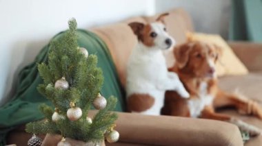 Bir Jack Russell Terrier, Noel ağacının yanındaki kanepeye tünemiş, yanında gevşemiş bir Nova Scotia Duck Tolling Retriever ile, sıcak bir tatil sahnesini anımsatıyor.