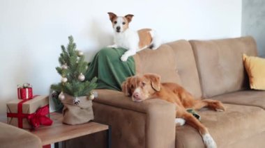 Bir Jack Russell Terrier, Noel ağacının yanındaki kanepeye tünemiş, yanında gevşemiş bir Nova Scotia Duck Tolling Retriever ile, sıcak bir tatil sahnesini anımsatıyor.