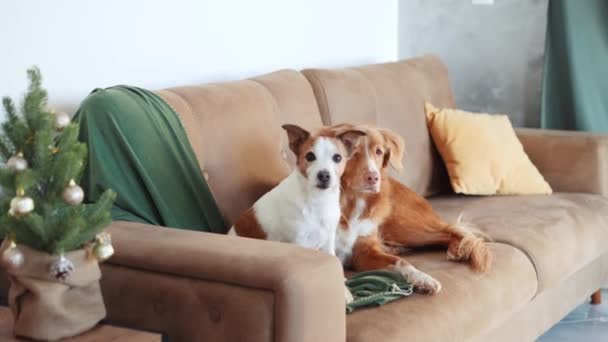 Een Jack Russell Terrier Zit Een Bank Bij Een Versierde — Stockvideo