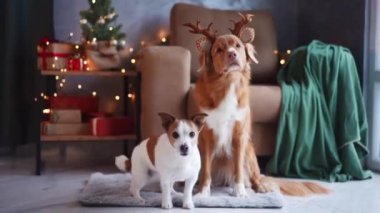İki köpek, bir Jack Russell Terrier ve bir Nova Scotia Duck Tolling Retriever, sıcak bir tatil ortamında ren geyiği boynuzlarıyla poz veriyorlar.
