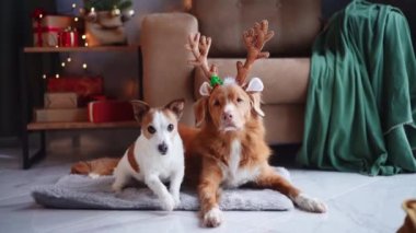 İki köpek, bir Jack Russell Terrier ve bir Nova Scotia Duck Tolling Retriever, sıcak bir tatil ortamında ren geyiği boynuzlarıyla poz veriyorlar.