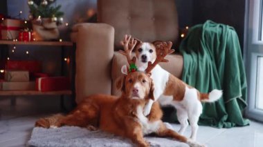 İki köpek, bir Jack Russell Terrier ve bir Nova Scotia Duck Tolling Retriever, sıcak bir tatil ortamında ren geyiği boynuzlarıyla poz veriyorlar.