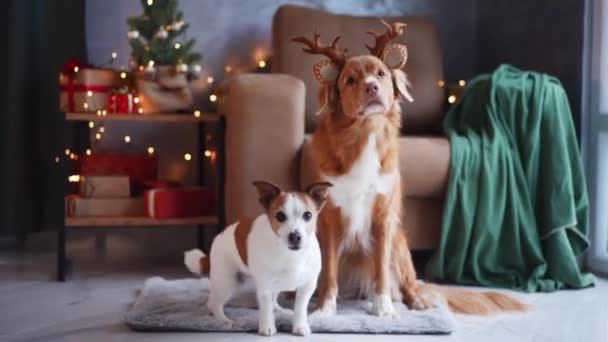 两只狗 一只是杰克 泰里尔 一只是新斯科舍省的鸭子托林猎犬 在一个灯火通明的假日里与欢乐的驯鹿鹿角一起摆姿势 — 图库视频影像