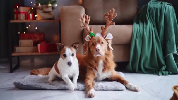 2匹の犬 ジャック ラッセル テリアとノバスコシア ダック トローリング レトリーバー 暖かく照らされた休日の設定でお祝いのトナカイのアントラーとポーズ — ストック動画