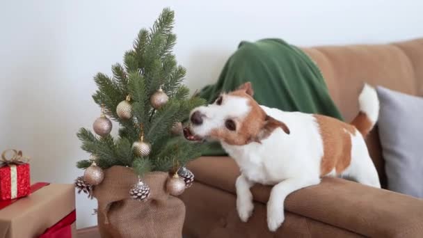 Enthusiastic Jack Russell Terrier Dog Interacts Small Christmas Tree Capturing — Stock Video