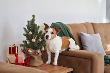 Hevesli bir Jack Russell Terrier köpeği küçük bir Noel ağacıyla etkileşime girer ve evdeki neşeli bir bayram anını yakalar.