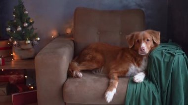 Nova Scotia Duck Tolling Retriever koltukta dinleniyor. Arka planda Noel ağacı var. Tatil zamanlarının sükunetini temsil ediyor.