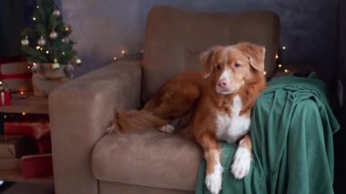 Nova Scotia Duck Tolling Retriever koltukta dinleniyor. Arka planda Noel ağacı var. Tatil zamanlarının sükunetini temsil ediyor.