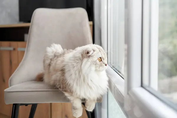 Scottish Fold cat perches on a chair, gazing out with its folded ears and round eyes, embodying elegance and curiosity