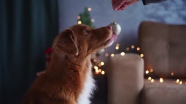 Bir Nova Scotia Duck Tolling köpeği süslü bir Noel ağacının yanında düşünceli bir şekilde bakar, şenlik sezonunun huzurlu anlarını somutlaştırır.