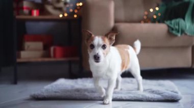 Yumuşak bir halıdaki Jack Russell Terrier köpeği, arka planda Noel ağacı ve Noel ruhunu somutlaştıran hediyelerle rahat bir Noel ortamından dışarı bakıyor.