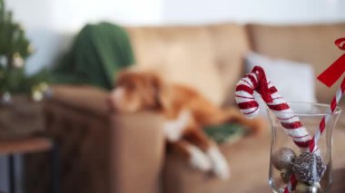 Rahatlamış bir Nova Scotia Duck Tolling köpek kulübesi kanepede uzanır, minyatür bir Noel ağacı da bir neşe katar.