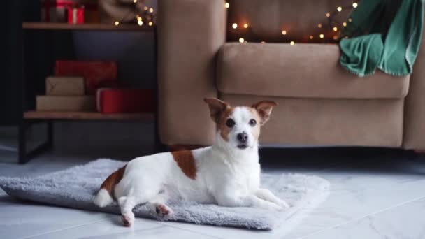 一只名叫杰克 特里耶的狗躺在柔软的地毯上 从舒适的圣诞环境中凝视着外面 背景上有棵喜庆的树和礼物 体现了节日的精神 — 图库视频影像
