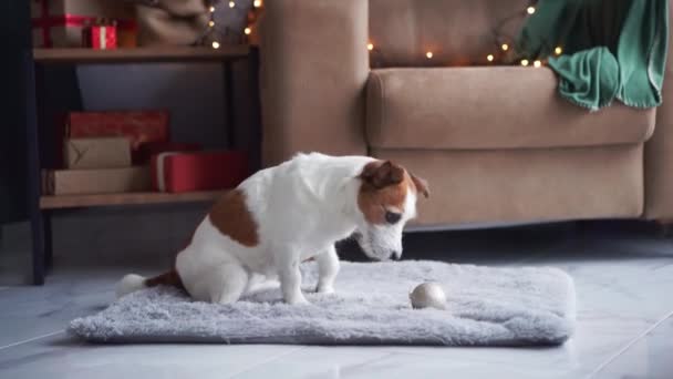 Собака Джек Рассел Тер Якому Килимку Дивиться Затишної Різдвяної Обстановки — стокове відео