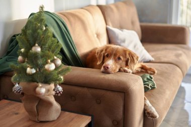 Bir Nova Scotia Duck Tolling köpeği süslü bir Noel ağacının yanında düşünceli bir şekilde bakar, şenlik sezonunun huzurlu anlarını somutlaştırır.