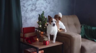 Meraklı Jack Russell Terrier rahat bir koltukta Noel dekorunu araştırıyor. Evcil hayvan.
