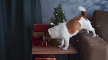 Meraklı Jack Russell Terrier rahat bir koltukta Noel dekorunu araştırıyor. Evcil hayvan.