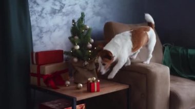 Meraklı Jack Russell Terrier rahat bir koltukta Noel dekorunu araştırıyor. Evcil hayvan.