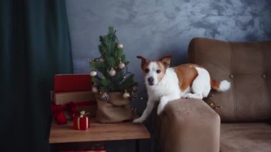 Meraklı Jack Russell Terrier rahat bir koltukta Noel dekorunu araştırıyor. Evcil hayvan.