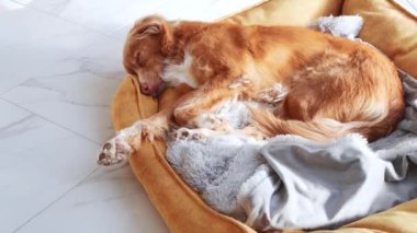 Bir Nova Scotia Duck Tolling köpeği huzurlu bir şekilde uyur, rahat bir evcil hayvan yatağına kıvrılır sıcak güneş ışığıyla yıkanır, evde geçirdiği tembel bir öğleden sonranın sessizliğinin bir örneğidir.
