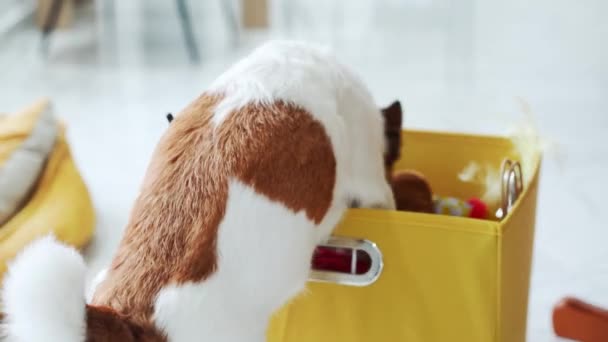 Kíváncsi Jack Russell Terrier Kutya Turkál Ajándékdobozban Keres Nyaralás Meglepetés — Stock videók