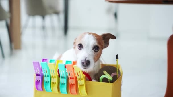 Neugieriger Jack Russell Terrier Hund Wühlt Geschenkbox Und Sucht Urlaubsüberraschungen — Stockvideo