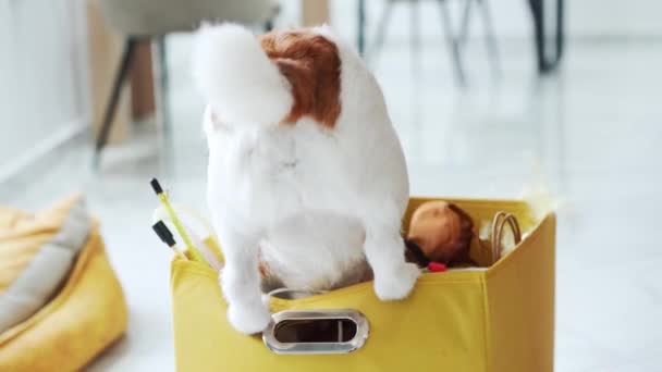 Curioso Jack Russell Terrier Cão Vasculhando Uma Caixa Presente Buscando — Vídeo de Stock