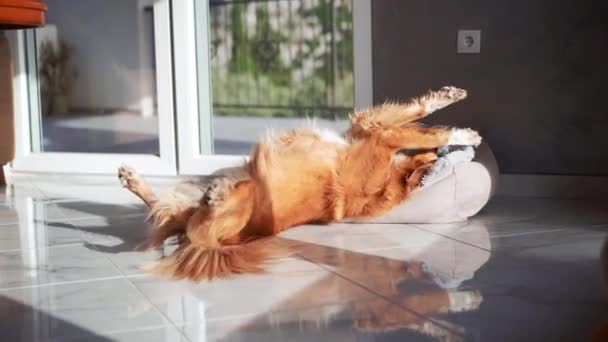 Nova Scotia Πάπια Διοδίων Retriever Σκυλί Basks Στο Φως Του — Αρχείο Βίντεο