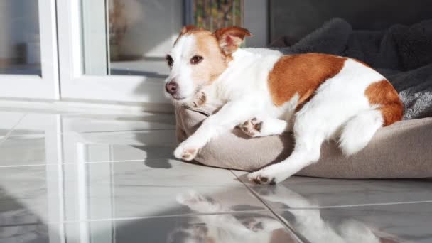 ジャック ラッセル テリア ドッグはペットベッドで昼寝し 日光浴をした 自宅でペット — ストック動画