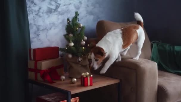 Nysgerrig Jack Russell Terrier Undersøger Juleindretning Hyggelig Sofa Pet Derhjemme – Stock-video