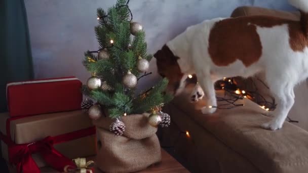 Curieux Jack Russell Terrier Enquête Décor Noël Sur Canapé Confortable — Video