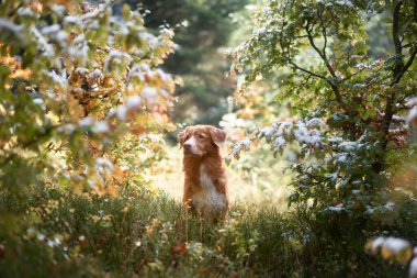Nova Scotia Duck Tolling Avcı Köpeği Sonbahar Ormanı 'nda, Karlı dallar, canlı sonbahar yaprakları arasında köpeğin etrafını sarar. Mevsimsel geçişlerin bir karışımı ve maceralı bir yolculuğa işaret eder..