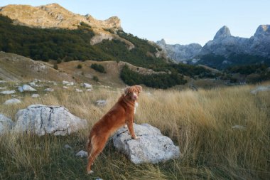 Nova Scotia Duck Tolling Retriever vahşi doğada duruyor, macera somutlaşmış. Köpek dağlık araziyi inceliyor, keşif ruhunu somutlaştırıyor.