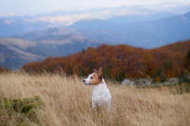 Rüzgarlı bir dağ çayırında, uyanık bir Jack Russell Terrier uçsuz bucaksız alanı inceliyor. Rüzgâr, vahşi otların ve uzak tepelerin arasında nöbet tutarken paltosunu dalgalandırır.