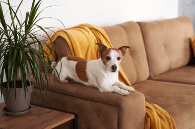 Bir Jack Russell Terrier köpeği rahat ev dekorunun ortasında kanepede kafa yoruyor. Evcil hayvan.