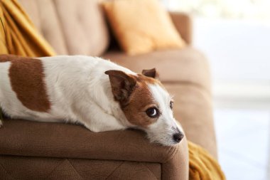 Bir Jack Russell Terrier köpeği rahat ev dekorunun ortasında kanepede kafa yoruyor. Evcil hayvan.
