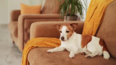 Dinlenen Jack Russell Terrier köpek bir kanepede dinleniyor, huzurlu bir ev sahnesi.