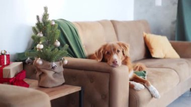 Boş bir Nova Scotia Duck Tolling Dinleme Salonu, süslü bir Noel ağacının yanında, bir kanepede tatil evi hayatının sükunetini somutlaştırıyor.
