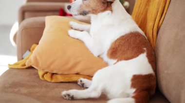 Düşünceli bir Jack Russell Terrier köpeği hoş, şenlikli bir oturma odasından dışarı bakar.