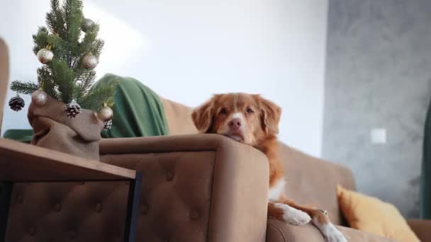 新斯科舍省 一只悠闲自在的鸭托林猎犬躺在沙发上 旁边是一棵装饰过的圣诞树 象征着节日家庭生活的平静 — 图库视频影像