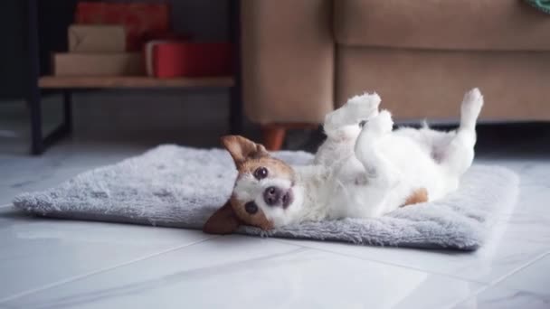 Játékos Jack Russell Terrier Kutya Élvezi Élénk Hátmasszázst Egy Puha — Stock videók