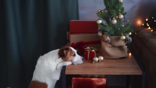 Ciekawy Jack Russell Terrier Pies Sięgając Prezent Urocza Scena Świąteczna — Wideo stockowe