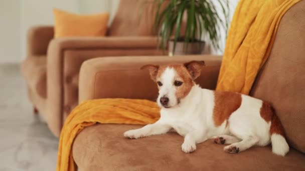 Odpoczynek Jack Russell Terrier Pies Salony Kanapie Spokojna Scena Domowa — Wideo stockowe