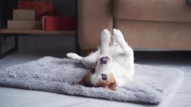 Neşeli Bir Jack Russell Terrier Köpeği Yumuşak Gri Bir Halıya — Stok video