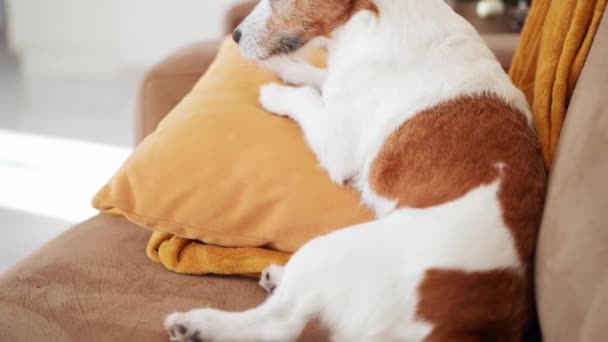 Contemplative Jack Russell Terrier Dog Gazes Out Cozy Festively Decorated — Stock Video