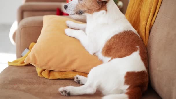 Kontemplativ Jack Russell Terrier Hund Blickar Från Mysig Festligt Inredda — Stockvideo