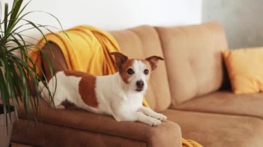 Dinlenen Jack Russell Terrier köpek bir kanepede dinleniyor, huzurlu bir ev sahnesi.