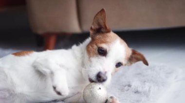 Bir Jack Russell Terrier, parlak bir odada gri bir halıya uzanmış bir topu dikkatle çiğniyor. Köpek oyunları